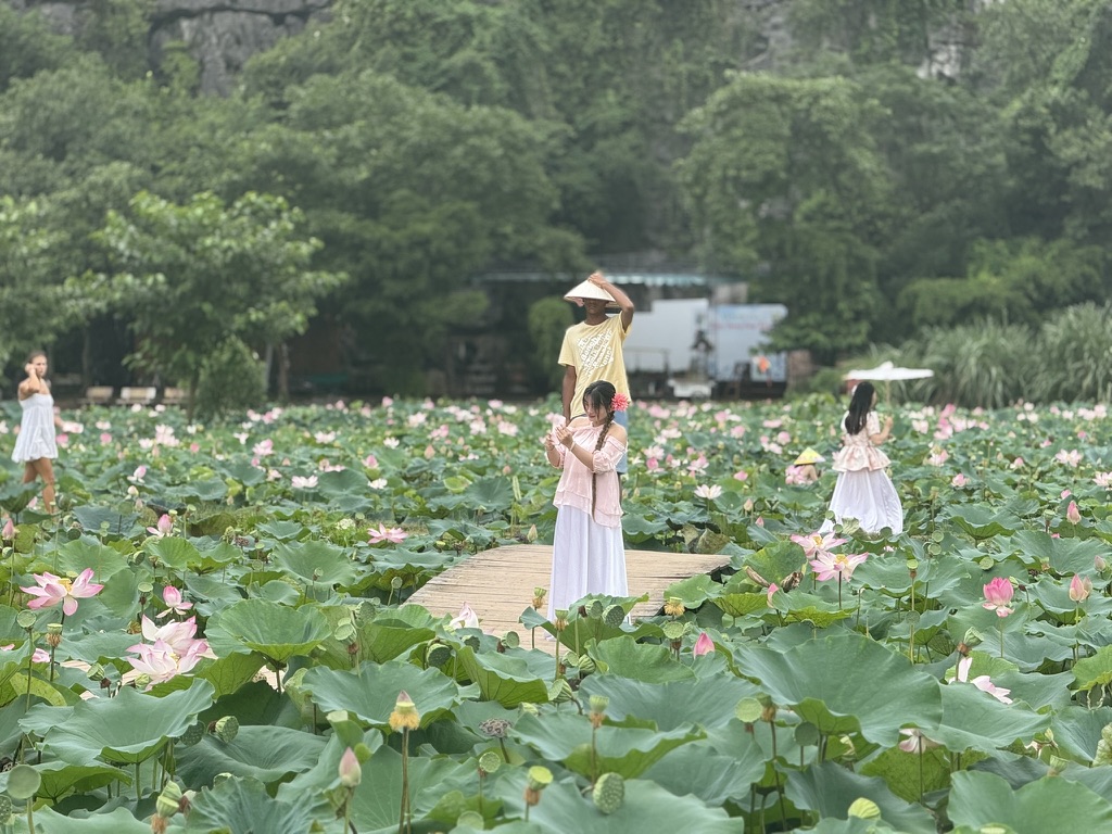 Lotus fields on a boardwalk near Ninh Binh