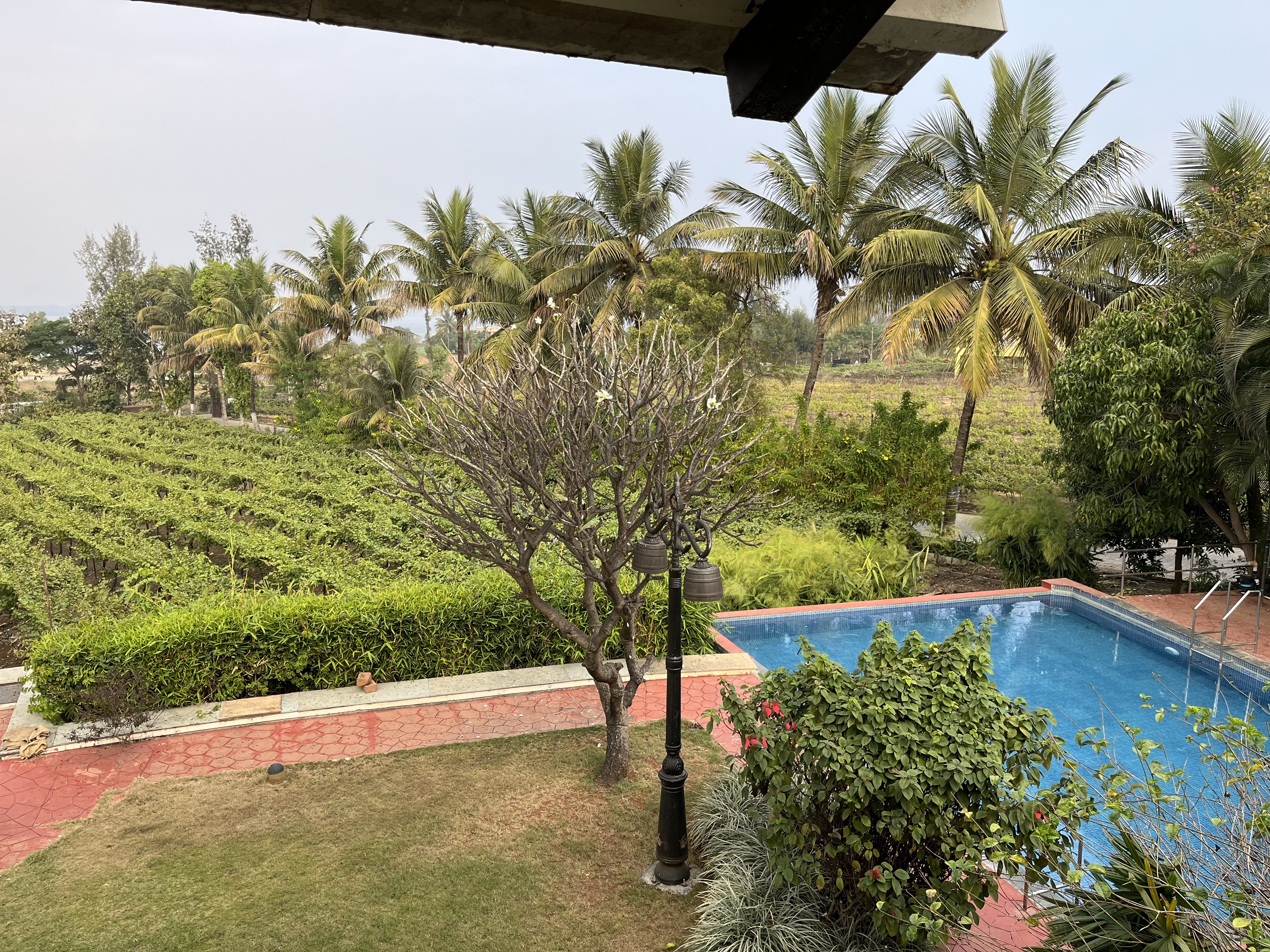 India — Nashik — Vineyards